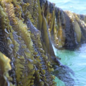 Algues Bretonne - France haliotis - Bretagne - Bio